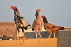 Desi Poultry: Popular choice in South Punjab's hospitality culture