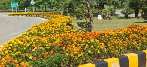CDA steps up plantation drive in Islamabad