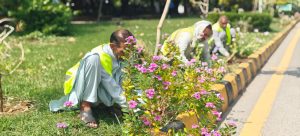 CDA steps up plantation drive in Islamabad