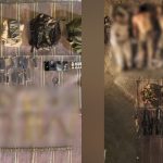 Security Forces foil infiltration attempt