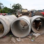 Goats take shelter from rain inside large concrete pipes along IJP Road