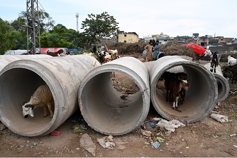 Goats take shelter from rain inside large concrete pipes along IJP Road