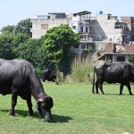 Domesticated buffaloes graze on fresh grass in a green space in Bahria Town Phase One, where recent heavy rains have produced lush vegetation