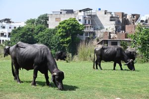 Domesticated buffaloes graze on fresh grass in a green space in Bahria Town Phase One, where recent heavy rains have produced lush vegetation