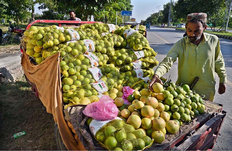 A roadside vendor display seasonal grapefruits and sweet limes—both popular varieties of citrus fruit to attract customers on roadside in the federal capital