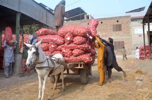 Daily-wage labourers load sacks of potatoes onto a donkey cart for transportation to the market.