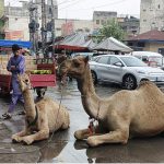 A female camel sits with her calf along the roadside at Banni Chowk, where nomads sell camel milk to earn a livelihood as they move from place to place, with customers purchasing it for domestic and medicinal purposes