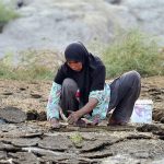 A woman prepares dung cakes for domestic use, a traditional practice in many rural areas. The cakes are typically used as fuel for cooking or heating