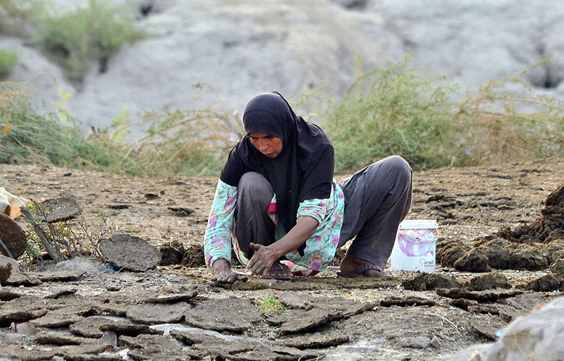 A woman prepares dung cakes for domestic use, a traditional practice in many rural areas. The cakes are typically used as fuel for cooking or heating