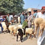 Vendors displaying sheep to attract the customers at Hussain Agahi Road