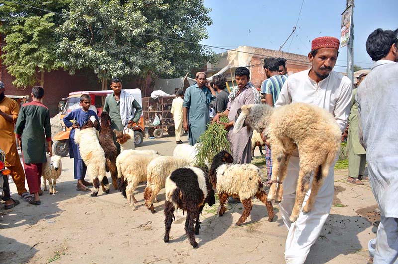 Vendors displaying sheep to attract the customers at Hussain Agahi Road