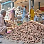 A vendor displaying sweet potatoes to attract the customer at Vegetable Market