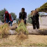 Farmers threshing rice crop in a traditional way at their farm field near Larkana-Ratodero Road