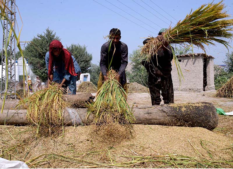 Farmers threshing rice crop in a traditional way at their farm field near Larkana-Ratodero Road