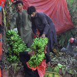 Laborers unload large bunches of raw green bananas from a delivery truck at a local fruit market