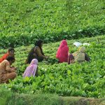 Women farmers cut fresh spinach in a field on the outskirts to prepare it for market sale