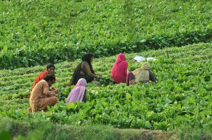 Women farmers cut fresh spinach in a field on the outskirts to prepare it for market sale
