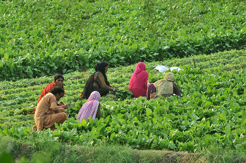 Women farmers cut fresh spinach in a field on the outskirts to prepare it for market sale