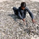 A worker dries small fish in the sun for use in poultry feed near Miro Khan Bypass Road