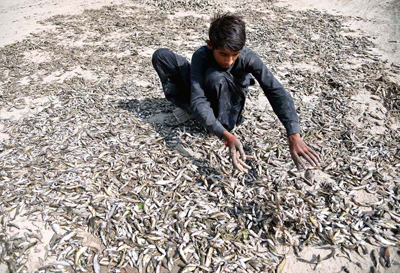 A worker dries small fish in the sun for use in poultry feed near Miro Khan Bypass Road