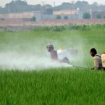Farmers spray pesticide on standing rice crops using knapsack sprayers in a field on the outskirts of the city