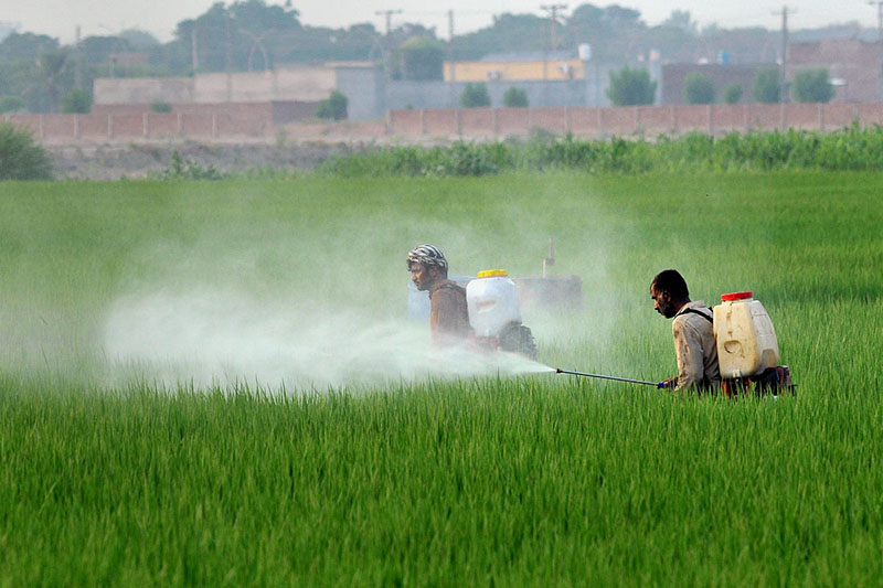 Farmers spray pesticide on standing rice crops using knapsack sprayers in a field on the outskirts of the city