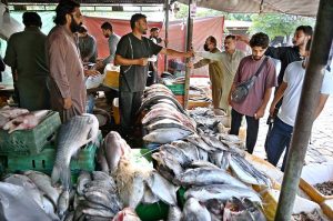 A vendor displaying fish to attract the customers at H-9 Weekly Bazaar in Federal Capital