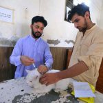 A veterinarian administers an injection to a Persian cat at a veterinary hospital in the provincial capital