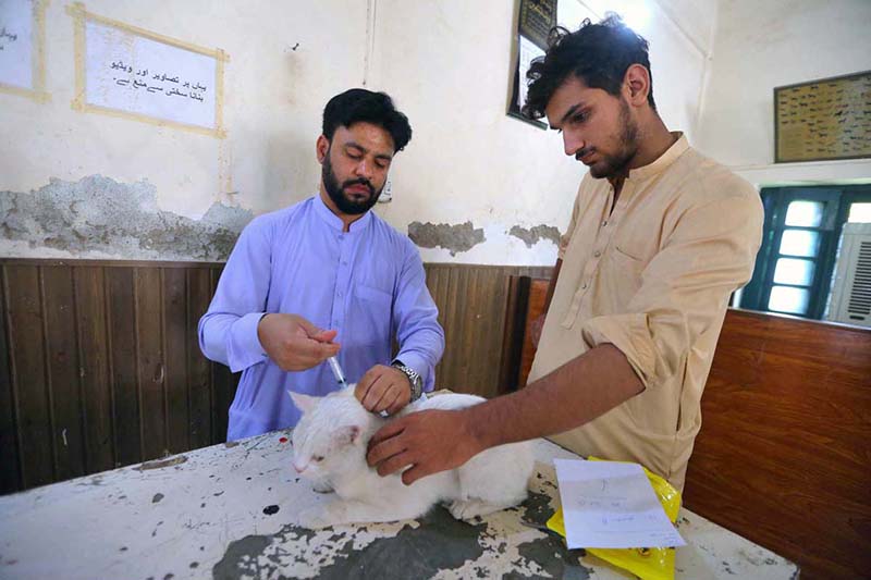 A veterinarian administers an injection to a Persian cat at a veterinary hospital in the provincial capital