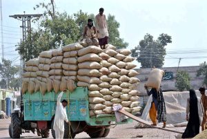 Labourers are busy loading bags of rice onto a tractor trolley at a Rice Market.