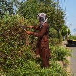 A labourer trims roadside hedges along a busy LMQ road as part of routine maintenance work