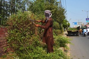 A labourer trims roadside hedges along a busy LMQ road as part of routine maintenance work