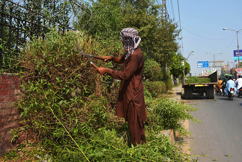 A labourer trims roadside hedges along a busy LMQ road as part of routine maintenance work