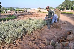 Labourers are busy sapling plants along Park Road during development work in Federal Capital.
