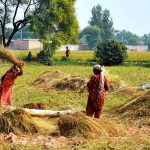Village women farmers thresh rice by hand in a field as part of their daily agricultural activities