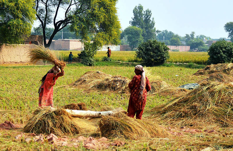 Village women farmers thresh rice by hand in a field as part of their daily agricultural activities