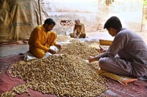 Workers clean and sort best-quality peanuts for market supply at a processing site in Iqbal Colony.