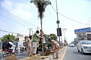 Cantonment Board workers plant palm trees along a road divider to enhance the beauty of University Road.