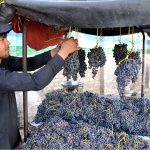 Vendor displaying black grapes for customers at Vegetable Market Quetta