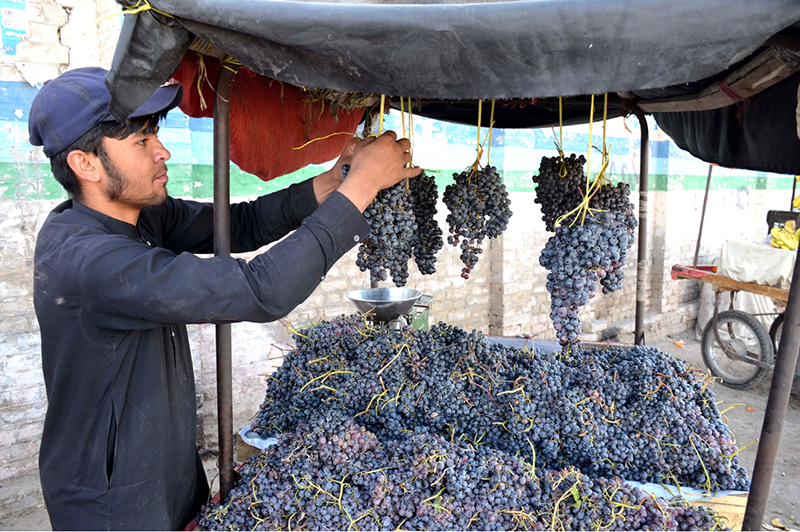 Vendor displaying black grapes for customers at Vegetable Market Quetta