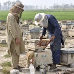 Farmers collect honey from beehives at a bee farm along a roadside in the provincial capital