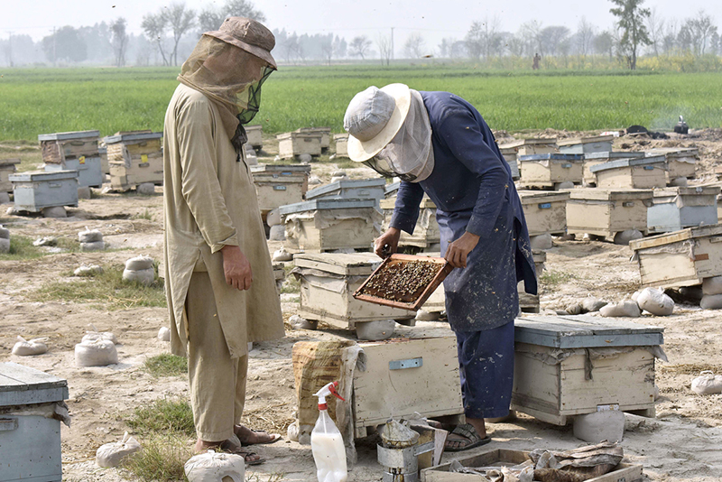 Farmers collect honey from beehives at a bee farm along a roadside in the provincial capital
