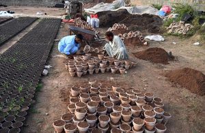 Nursery workers prepare rows of clay pots with soil for planting at a local nursery H-9 in the Federal Capital.