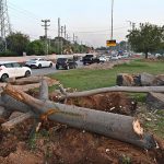Trees are being cleared to facilitate the construction of a diversion road ahead of the commencement of the Kashmir Chowk Underpass project in the Federal Capital