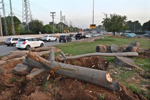 Trees are being cleared to facilitate the construction of a diversion road ahead of the commencement of the Kashmir Chowk Underpass project in the Federal Capital