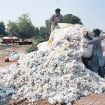 The cotton stored at farmhouses is being moved to the cotton market