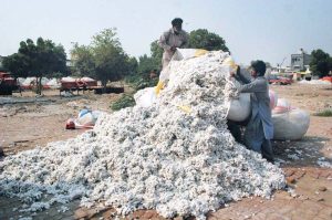 The cotton stored at farmhouses is being moved to the cotton market