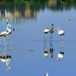 Migratory 'Greater Flamingo' birds have gathered around the standing water at the GCT ground in the city