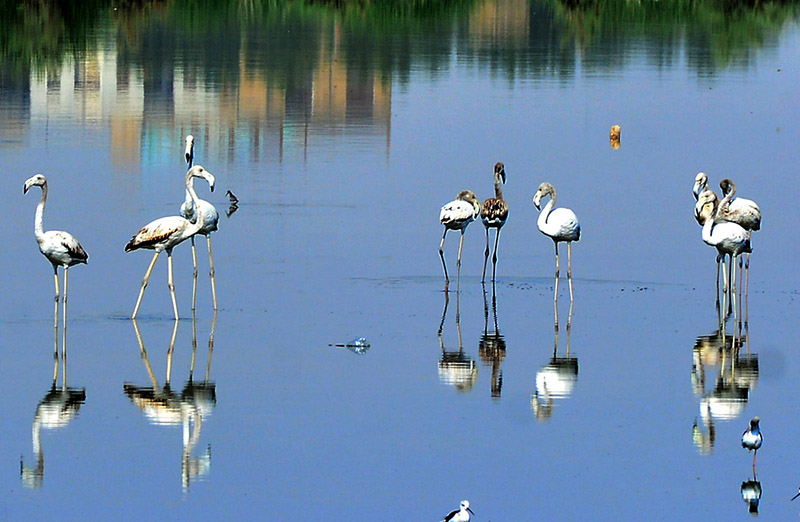 Migratory 'Greater Flamingo' birds have gathered around the standing water at the GCT ground in the city