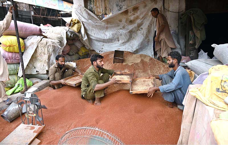 Labourers are busy cleaning seeds at Gala Mandi